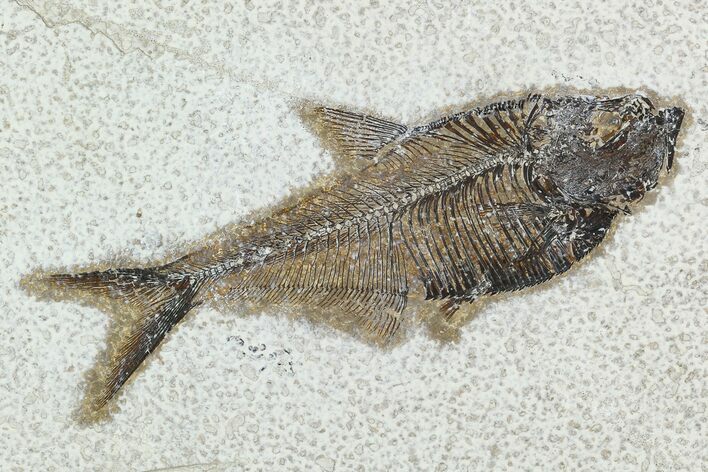 Fossil Fish (Diplomystus) - Green River Formation #129555